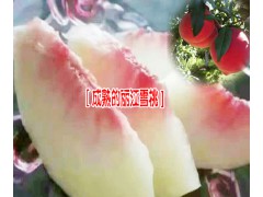 麗江雪桃苗報價表#今年麗江雪桃苗多少錢一株圖2