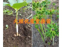 滇重樓芽頭苗的價格-云南粉質滇重樓子出售大理滇重樓圖2