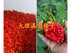 成熟的矮桿重樓芽頭苗&大理重樓鮮貨13887290917圖2