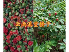 大理重樓芽頭銷售-云南重樓哪種品種好？彌渡重樓圖3