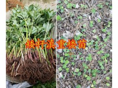 大理大葉滇重樓子價格&重樓芽頭銷售-云南重樓哪種好？圖3