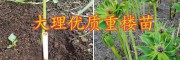 粉質(zhì)滇重樓子催芽技術-大理成熟重樓籽銷售