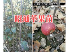 云南哪有早酥紅梨樹苗？紅梨樹苗批發15125404188圖3