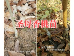 兩年生的紅梨樹苗銷售&昭通蘋果苗木批發-云南紅梨苗圖3