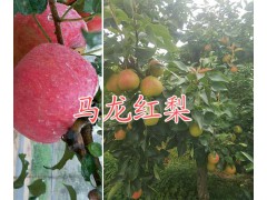 昆明紅富士蘋果供應-曲靖紅富士蘋果銷售&馬龍蘋果批發圖2