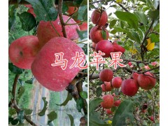 優(yōu)質(zhì)早熟蜜脆蘋(píng)果&云南早熟蜜脆蘋(píng)果-曲靖蜜脆蘋(píng)果批發(fā)圖3