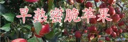 馬龍蜜脆蘋果種植園-曲靖蜜脆蘋果介紹以及批發價