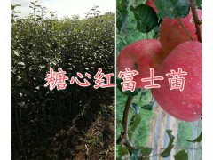 曲靖新品種花椒苗-大紅袍花椒苗栽培基地@無刺花椒銷售圖2