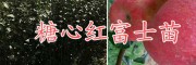 曲靖黃金李樹苗基地，自產(chǎn)自銷云南高產(chǎn)大紅袍花椒苗