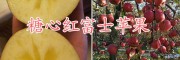 糖心紅富士蘋果批發價格-曲靖糖心紅富士基地-糖心紅富士圖片