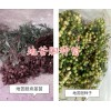 金果欖種植幾年可以挖？云南金果欖種植-地苦膽種植基地