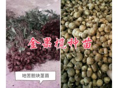 金果欖種植幾年可以挖？云南金果欖種植-地苦膽種植基地圖2