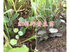 金果欖種植幾年可以挖？云南金果欖種植-地苦膽種植基地圖3