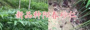 普洱砂仁種植基地-云南陽春砂仁干貨批發(fā)價格/砂仁種苗銷售