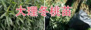 袋裝桃苗-云南袋裝冬桃苗批發-大理袋裝紅桃苗基地