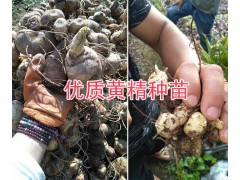 滇黃精種苗一株價格&滇黃精塊莖銷售-普洱黃精基地圖2