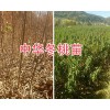 大理冬桃新品種苗/中華冬桃2號苗批發基地-冬桃苗