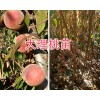 哪種冬桃苗好？大理中華2號冬桃苗銷售-25萬棵冬桃苗