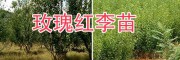 大理玫瑰李苗、脆紅李子樹苗批發，李子苗技術指導