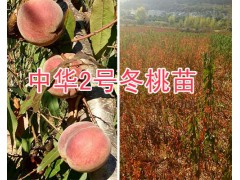 大理1年生冬桃苗-中華二號冬桃苗出售/15987626123圖3