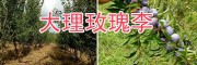 脆紅李苗基地&玫瑰李子苗批發-大理李子苗銷售