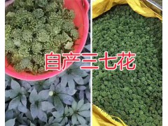 三七花多少錢一斤？干三七花圖片/文山三七花生產商圖2