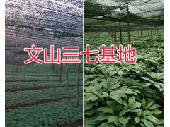 哪個品牌的鮮三七實惠？文山市三七基地，濕三七供應圖2