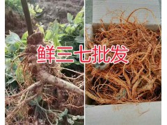 哪個品牌的鮮三七實惠？文山市三七基地，濕三七供應圖3