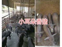 玉溪巴馬香豬養殖：版納小耳朵豬/巴馬香豬養殖技術圖3