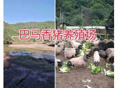 巴馬香豬養殖場：玉溪商品巴馬香豬、巴馬香豬仔豬種銷售圖2