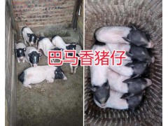 小耳朵香豬商品豬銷售/生態(tài)巴馬香豬供應-散養(yǎng)巴馬香豬圖3