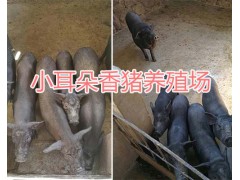 云南巴馬香豬、商品豬價格/巴馬香豬種豬&巴馬香豬養殖場圖2