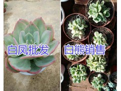 昆明艾倫/奧普林娜多肉植物一盆多少錢？圖2