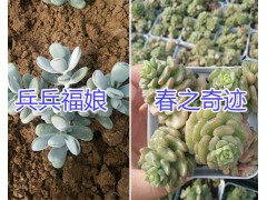 昆明艾倫/奧普林娜多肉植物一盆多少錢？圖3