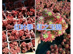 云南多肉植物銷售#昆明多肉植物價格表，多品種多肉植物圖2