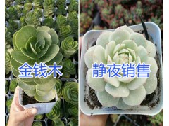 云南多肉植物銷售#昆明多肉植物價格表，多品種多肉植物圖3