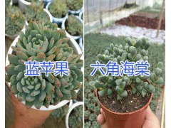 昆明哪里的多肉植物好&昆明多肉植物銷售價格表圖2