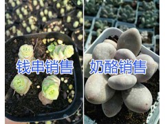 昆明哪里的多肉植物好&昆明多肉植物銷售價格表圖3