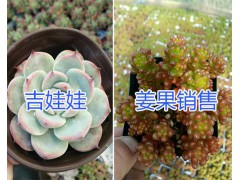 昆明多肉植物品種-紅稚蓮/虹之玉/紅葉季多肉一盆多少錢？圖3