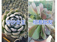 云南多肉植物基地在哪？/錢串、奶酪-六角海棠多肉栽培圖2