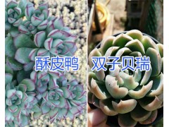 云南多肉植物基地在哪？/錢串、奶酪-六角海棠多肉栽培圖3