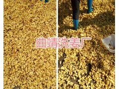 云南高硫姜廠家：高硫干姜、低硫姜片批發&紅河州干姜批發圖2