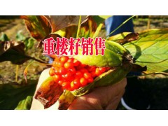 今日云南重樓苗供應信息|獨角蓮種苗采購|獨定子種子圖3