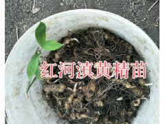 滇紅花黃精種籽、黃精塊莖苗屬性-滇黃精種子苗銷售圖3