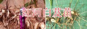 白芨苗栽種技術(shù)#紅河哪里賣(mài)白芨苗-白芨種植投資