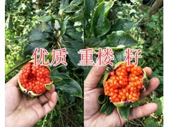 哪有滇黃精出芽種子？-紅河黃精塊莖苗屬性/出芽重樓苗供應(yīng)圖3