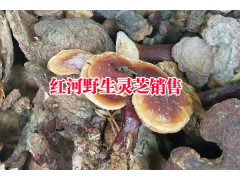 野靈芝多少錢一斤#	靈芝多少錢一斤?|紅河農特產銷售_圖3