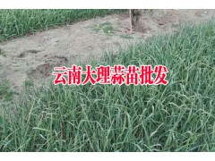 優(yōu)質(zhì)蒜苗_2017年大理優(yōu)質(zhì)蒜苗批發(fā)基地直銷(xiāo),歡迎訂購(gòu)圖2