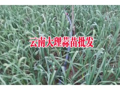 優(yōu)質(zhì)蒜苗_2017年大理優(yōu)質(zhì)蒜苗批發(fā)基地直銷(xiāo),歡迎訂購(gòu)圖3