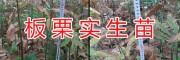 優質實生板栗苗-云南安寧板栗苗圃銷售基地